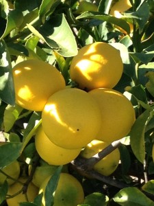 Healthy Healing Lemons in Full Bloom